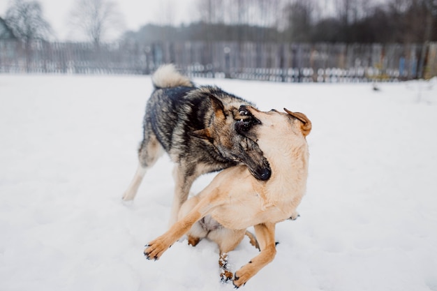 Laika juega agresivamente con el perro dos perros pelean