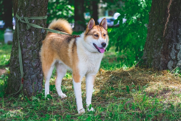 Laika de siberia occidental al aire libre. El perro con la correa está atado a un árbol.