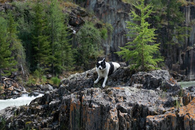 Laika de Siberia Oriental se asienta sobre una gran piedra junto a un río de montaña