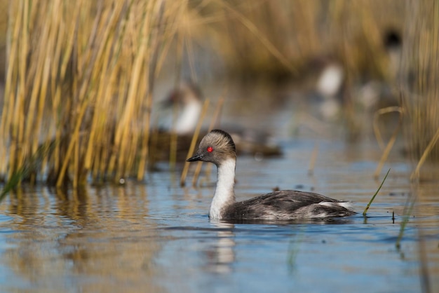 Lake Duck in LagunenumgebungLa Pampa Provinz Patagonien Argentinien