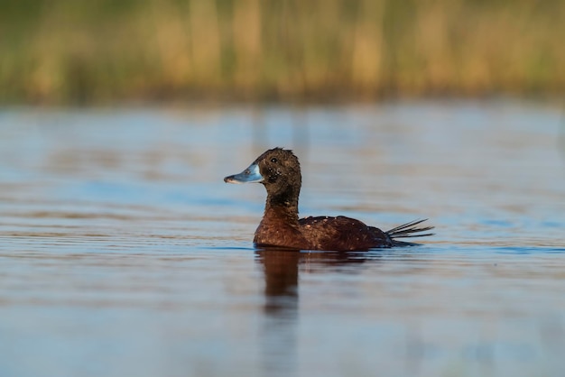 Lake Duck Oxyura Vittata La Pampa Provinz Patagonien Argentinien