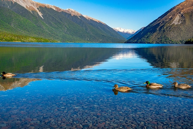 Lake Rotoiti-Landschaft in St. Arnaud in Nelson