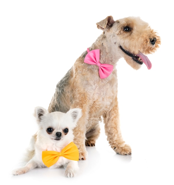 Lakeland Terrier und Chihuahua