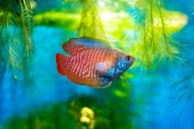 Lalius colisa lalia pez en un acuario casero