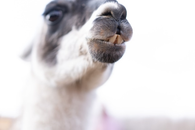 Lama de alpaka animal lindo en la granja al aire libre con dientes divertidos