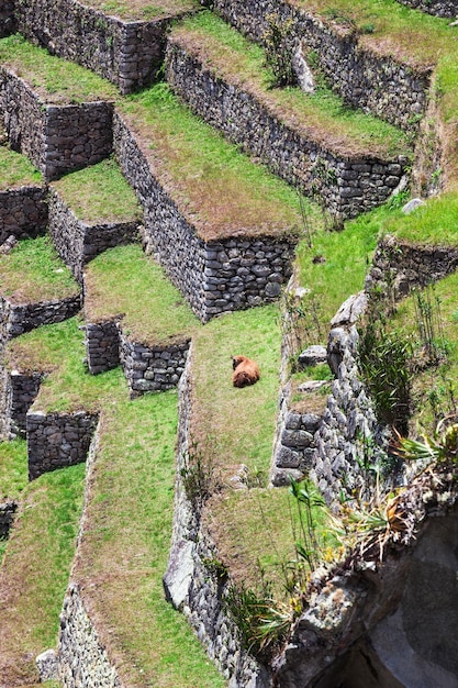 Lama auf den Terrassen