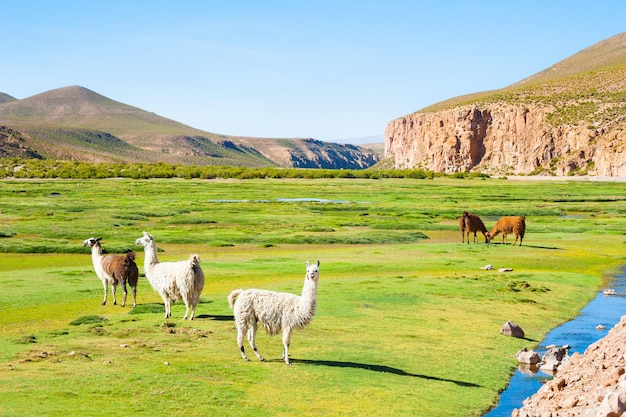 Lama auf der grünen Wiese in den Anden, Altiplano, Bolivien.