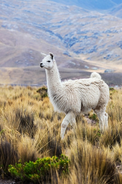 Lama auf einer Weide