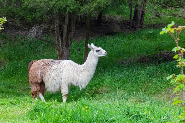 Lama. Belo animal de retrato. Nova Zelândia