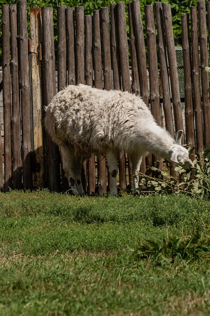 Lama blanca come de cerca