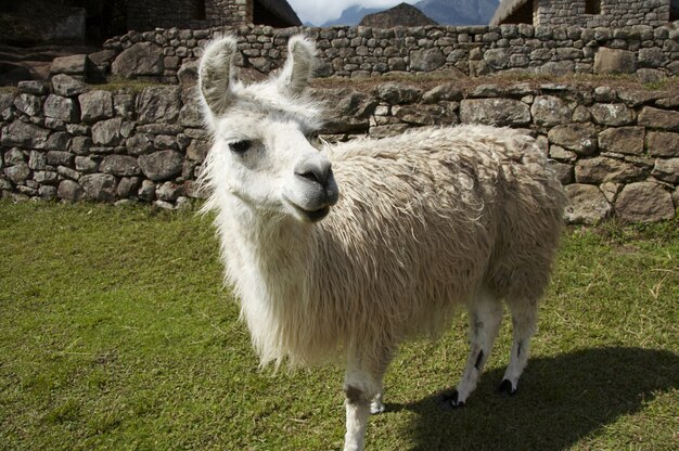 Lama branca perto do Peru