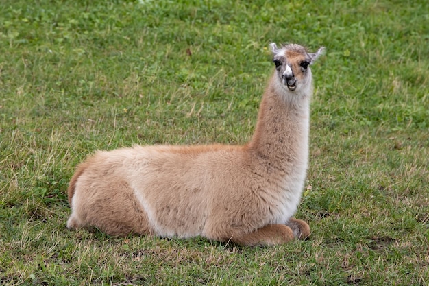 Lama cerca de Jenins y Maienfeld Suiza