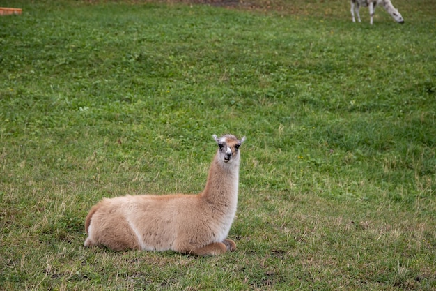 Lama cerca de Jenins y Maienfeld Suiza