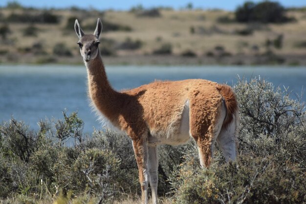 Lama de pé no campo ao lado do rio