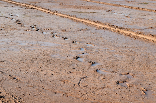 Foto lama do solo e pegada no campo de arroz preparar para o arroz de planta