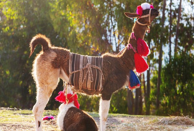 Lama em área remota da Argentina