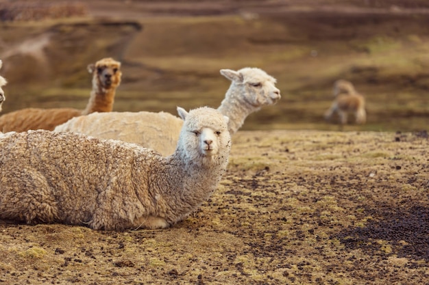 Lama em área remota da Argentina