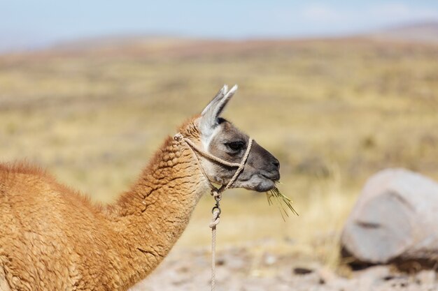 Lama em área remota da argentina