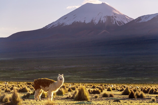 Lama em área remota da bolívia