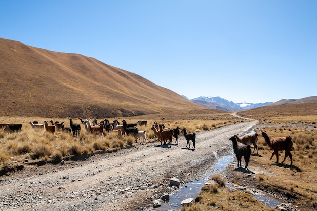 Lama em estado selvagem nas terras altas da Bolívia - altiplano - vicuna alpaca lama