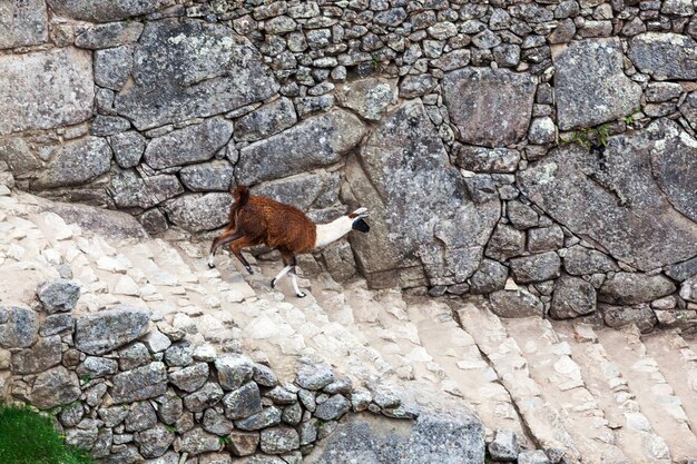 Lama en las escaleras