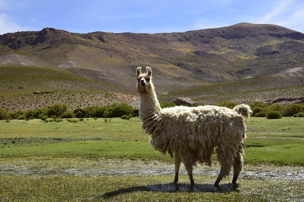 Lama grast auf einer Wiese Offroad Tour auf der Salzwüste Salar de Uyuni in Bolivien