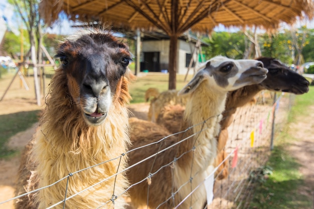 Lama im Zoo