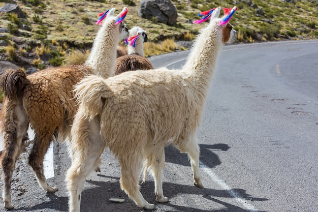 Lama in abgelegener Gegend von Argentinien