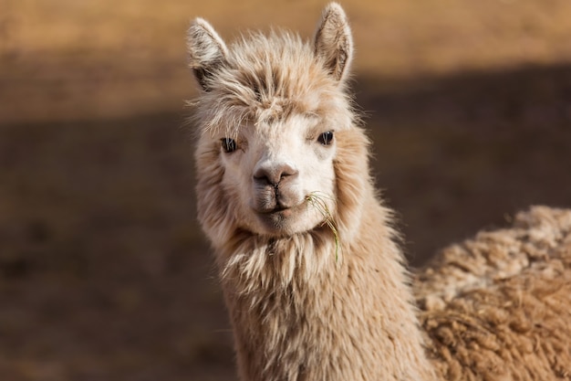 Lama in abgelegener Gegend von Argentinien