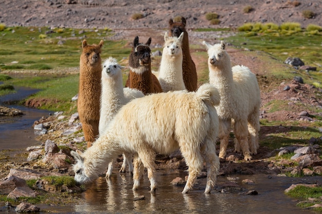 Lama in abgelegener Gegend von Argentinien