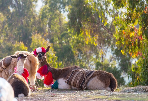 Lama in abgelegener Gegend von Bolivien