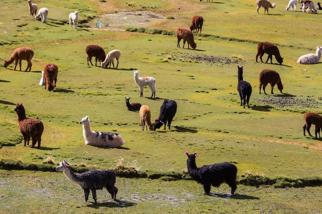 Lama in abgelegener gegend von bolivien