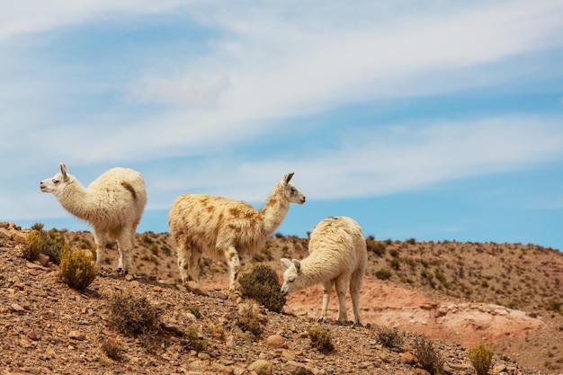 Lama in Argentinien