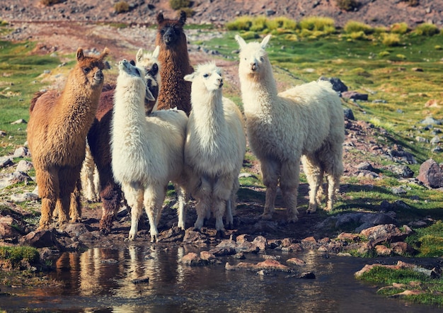 Lama in Argentinien