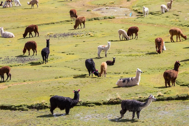 Lama in Bolivien