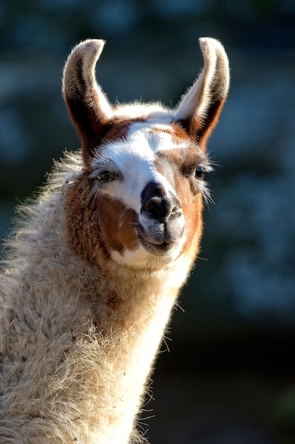 Lama in freier Wildbahn, ein Porträt