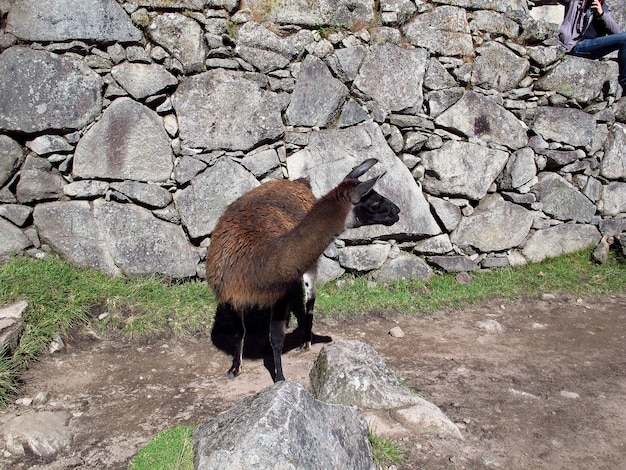 Lama in Machu Picchu in den Anden Peru Südamerika