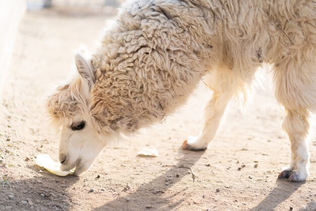 Lama isst Kohl vom Boden