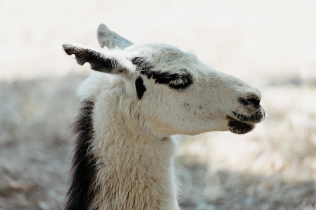 Foto lama en el jardín zoológico de la reserva nacional askanianova en ucrania