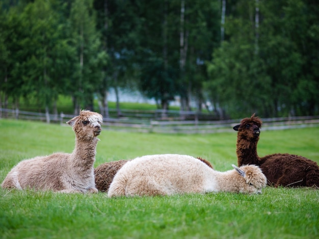 Lama (Lama Glama). Haustier. Tierisches Konzept.