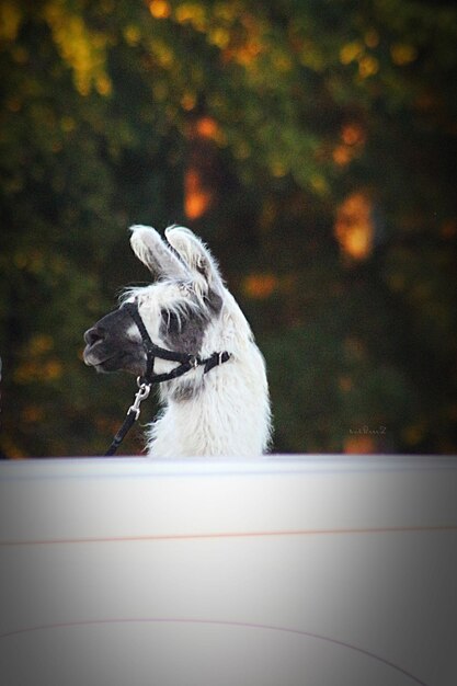 Foto lama mascota detrás del remolque