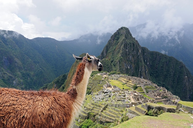 Lama na cidade inca machu picchu no peru