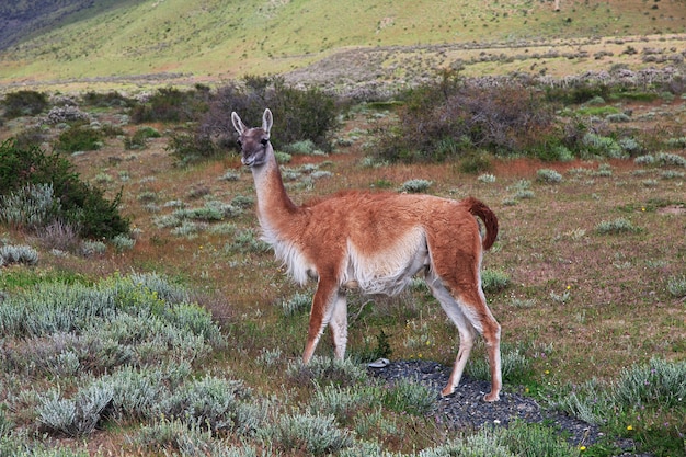 Lama no Parque Nacional Torres del Paine, Patagônia, Chile