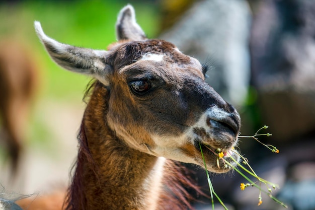 Lama olha para a câmera e come grama Retrato aproximado de uma lhama mastigando grama