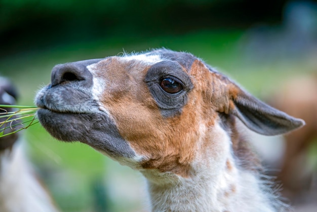 Lama olha para a câmera e come grama Retrato aproximado de uma lhama mastigando grama