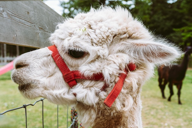 Lama ou alpaca no zoológico