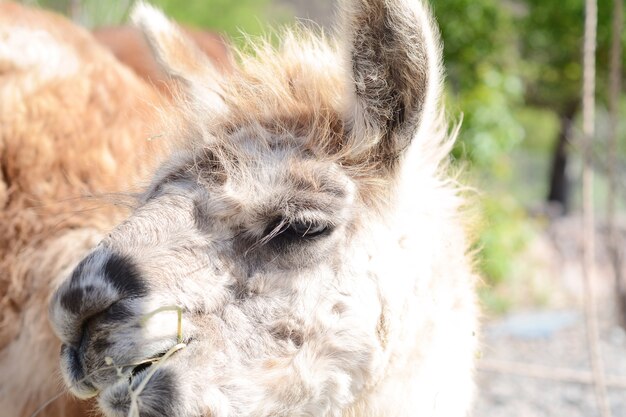 Lama en Salta, Argentina.