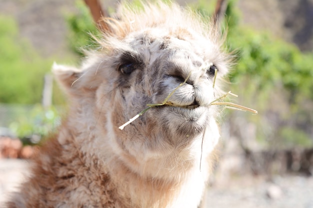 Lama en Salta, Argentina.