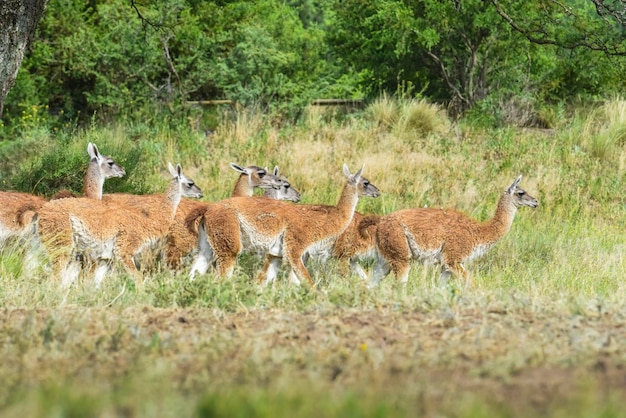 Lama-Tier in Pampa-Grünland-Umgebung La Pampa Provinz Patagonien Argentinien