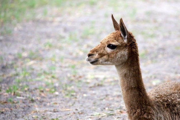 lama um retrato